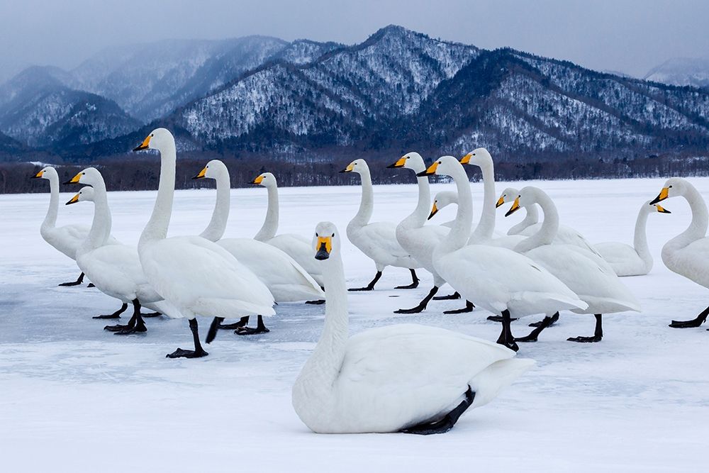 Japan-Hokkaido A group of whooper swans stand on the ice art print by Ellen Goff for $57.95 CAD